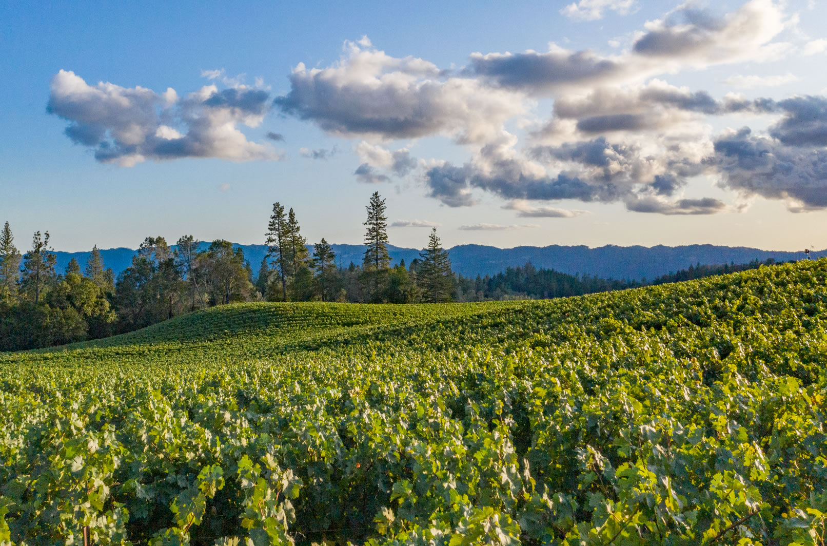 O'Shaughnessy Estate Winery's Howell Mountain Vineyard
